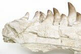 Fossil Mosasaur Lower Jaws with Twenty-Five Teeth #214399-2